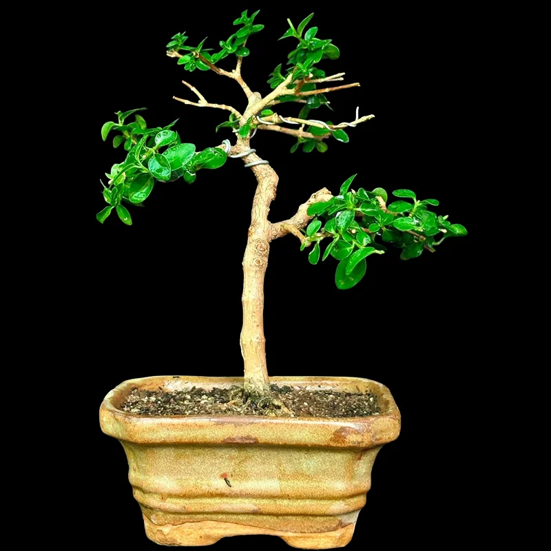 PREMNA MICROPHYLLA